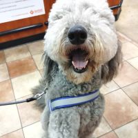 Banfield Pet Hospital ico
