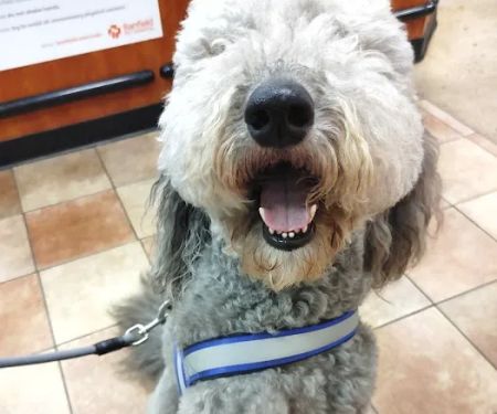 Banfield Pet Hospital