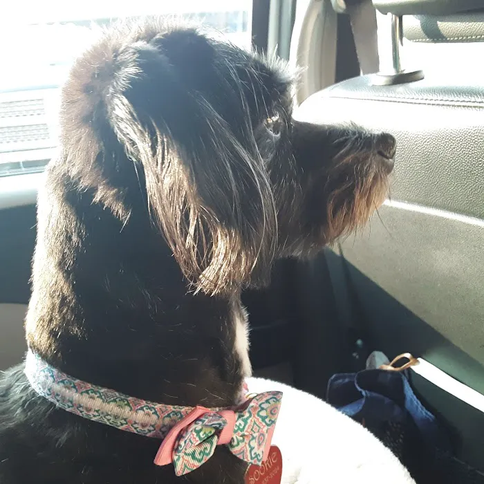 Banfield Pet Hospital Picture 3