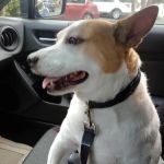 Oaks North Animal Hospital