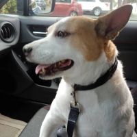 Oaks North Animal Hospital ico