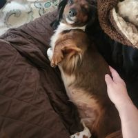 North Star 410 Animal Hospital ico