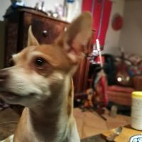 CityVet | Castle Hills Veterinary Clinic & Urgent Care ico