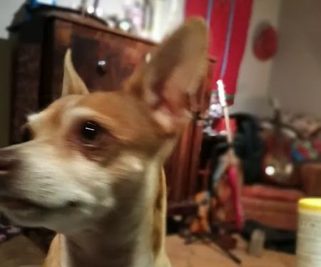 CityVet | Castle Hills Veterinary Clinic & Urgent Care
