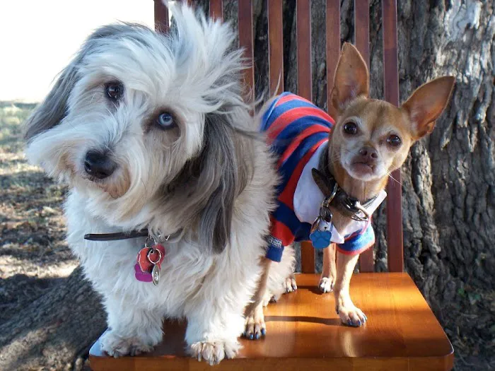 Amigo Animal Hospital Picture 8