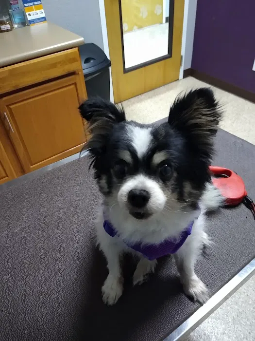 Amigo Animal Hospital Picture 3