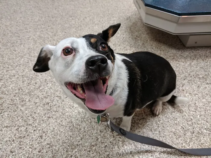 Amigo Animal Hospital Picture 6