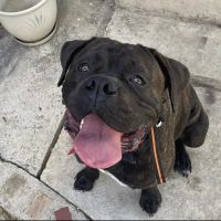 NDS Animal Hospital ico