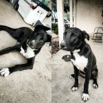Banfield Pet Hospital