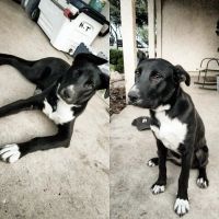 Banfield Pet Hospital ico