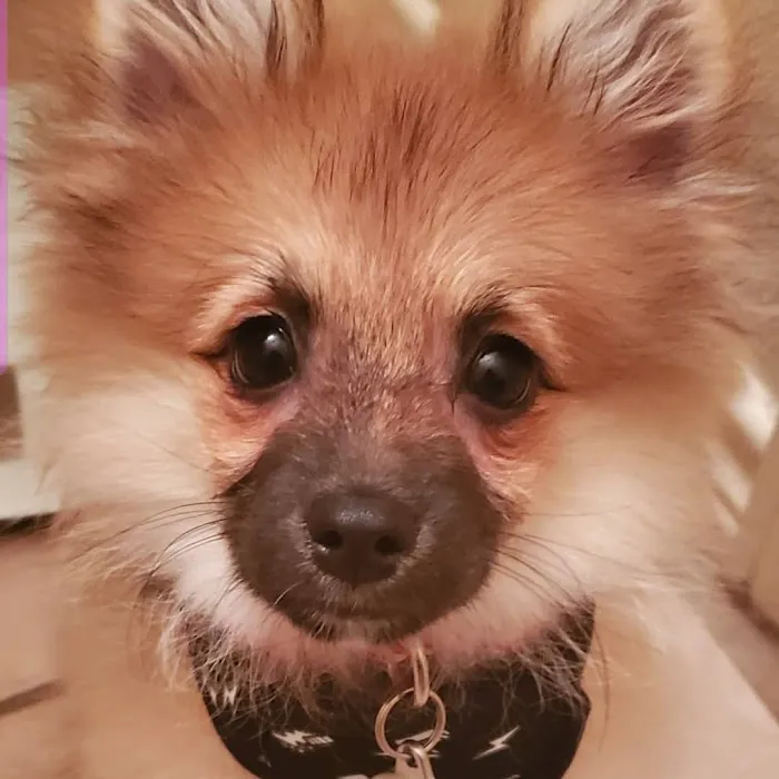 Banfield Pet Hospital Picture 7