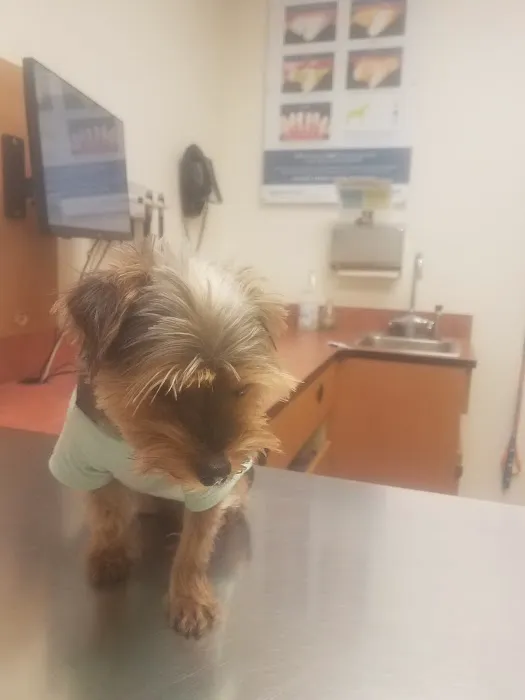 Banfield Pet Hospital Picture 8
