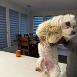 Culebra Creek Veterinary Hospital & Resort