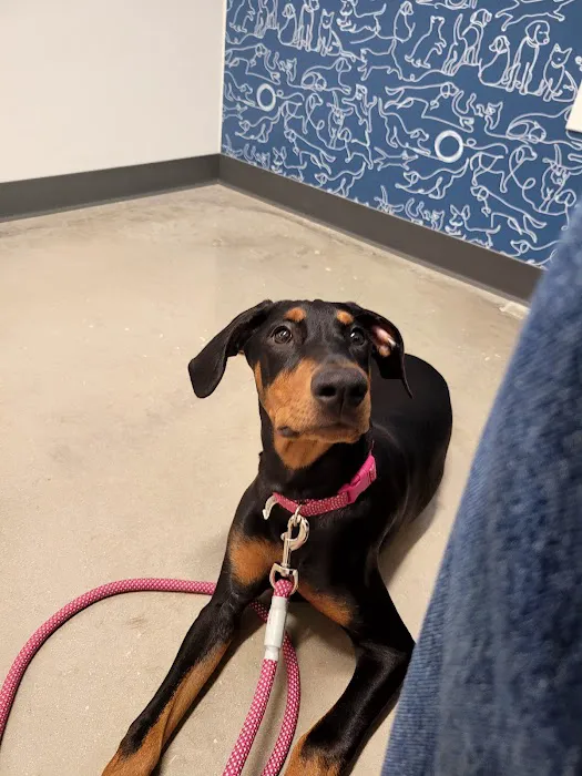 Thrive Pet Healthcare - Alamo Ranch Picture 4