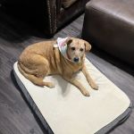 Thrive Pet Healthcare - Alamo Ranch
