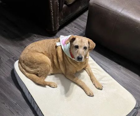 Thrive Pet Healthcare - Alamo Ranch