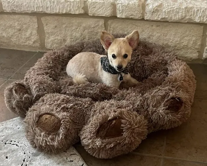 Thrive Pet Healthcare - Alamo Ranch Picture 2