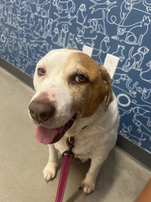 Thrive Pet Healthcare - Alamo Ranch Picture 3