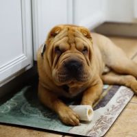 Babcock North Veterinary Hospital ico