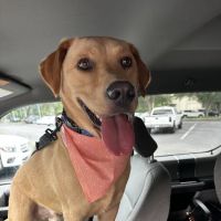 VCA Castle Hills Companion Animal Hospital ico