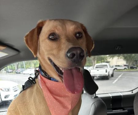 VCA Castle Hills Companion Animal Hospital
