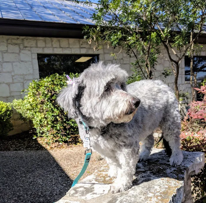VCA Castle Hills Companion Animal Hospital Picture 3