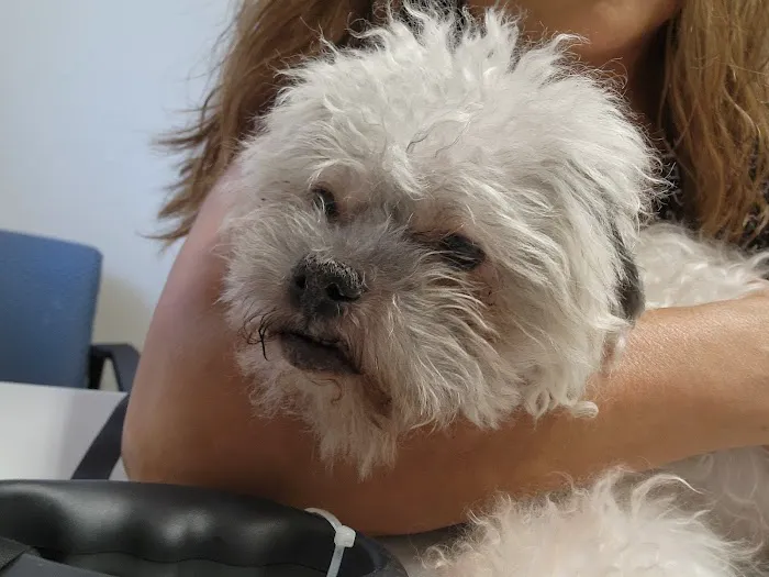VCA Castle Hills Companion Animal Hospital Picture 5