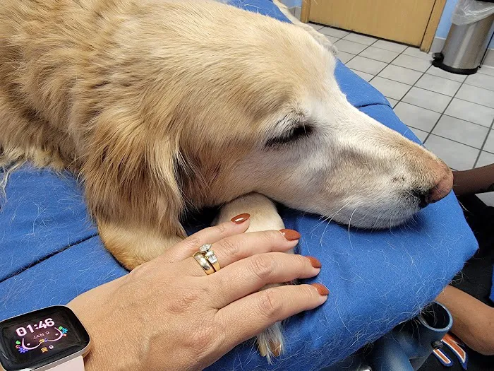 VCA Castle Hills Companion Animal Hospital Picture 6