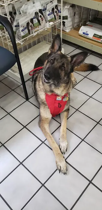 VCA Castle Hills Companion Animal Hospital Picture 8