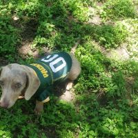 Banfield Pet Hospital ico