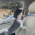 Towne North Animal Hospital