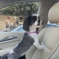 Towne North Animal Hospital ico