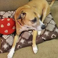 Somerset Animal Clinic ico