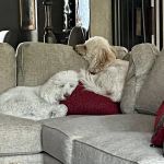 Deerfield Animal Hospital
