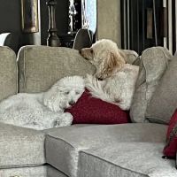 Deerfield Animal Hospital ico