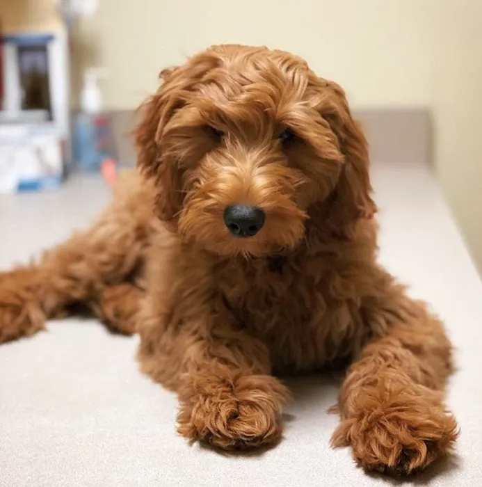 Deerfield Animal Hospital Picture 4