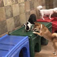 Banfield Pet Hospital ico