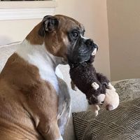 Animal Dermatology Clinic ico