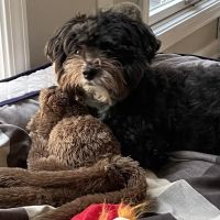 Pet Pals Veterinary Hospital ico