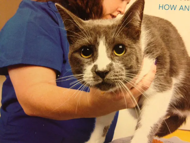 Monon Animal Hospital Picture 2
