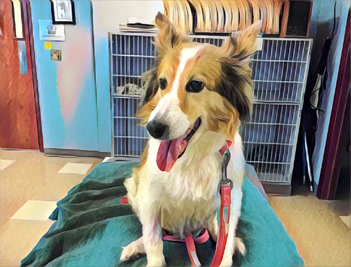 Monon Animal Hospital Picture 9
