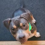 Vista Hills Animal Hospital