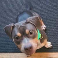 Vista Hills Animal Hospital ico