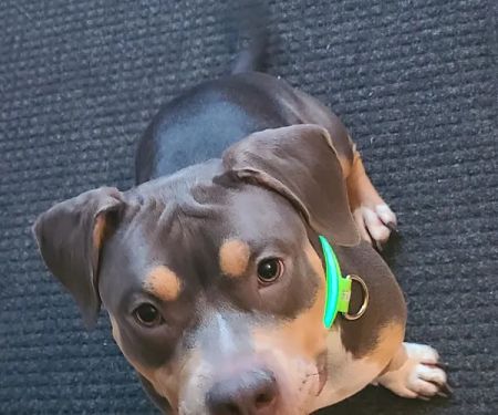 Vista Hills Animal Hospital