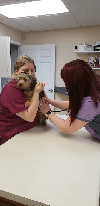 Vista Hills Animal Hospital Picture 4