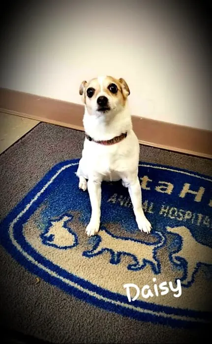 Vista Hills Animal Hospital Picture 7