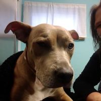 Whiteland Animal Clinic (Our New Name: Animal Clinic Whiteland Greenwood) ico