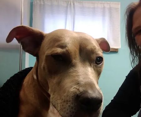 Whiteland Animal Clinic (Our New Name: Animal Clinic Whiteland Greenwood)