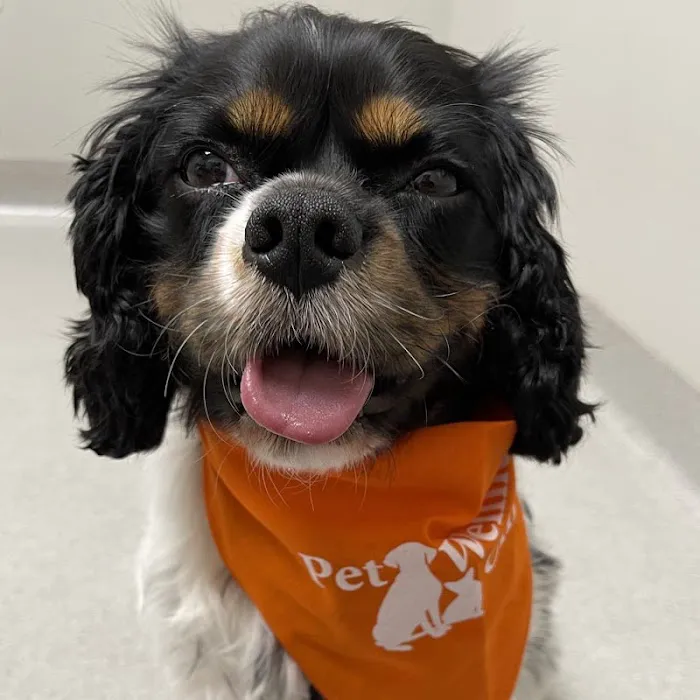 Geist Pet Wellness Clinic Picture 1