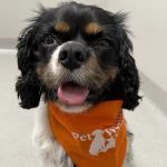 Geist Pet Wellness Clinic